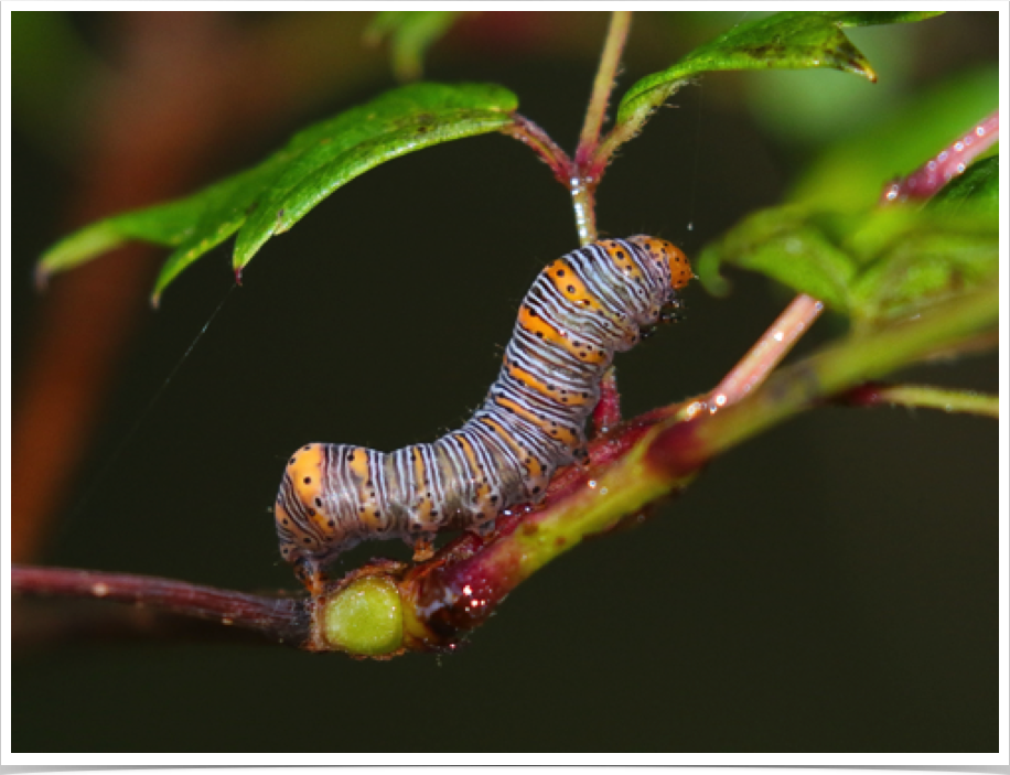 Beautiful Wood-Nymph on Pepper Vine
Eudryas grata
Dallas County, Alabama